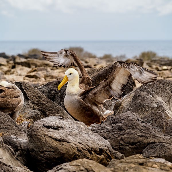 galapagos-cruises-christmas-2025-q2