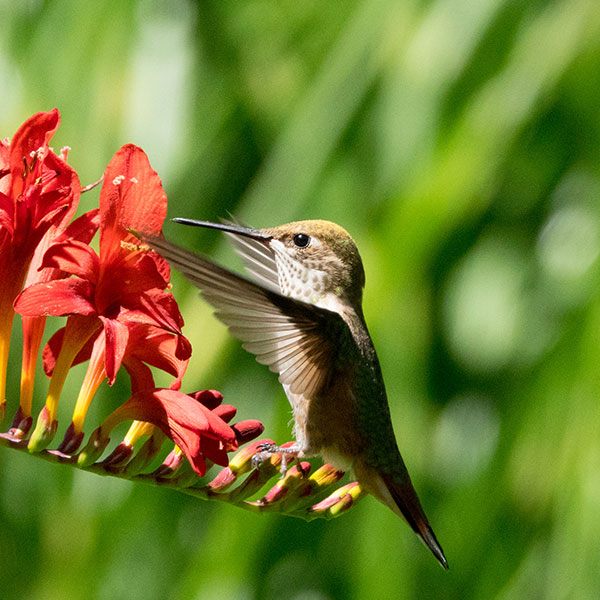 ecuador-nature-tours-q1