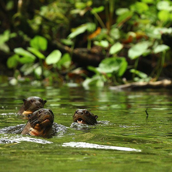 ecuador-rainforest-lodges-q2