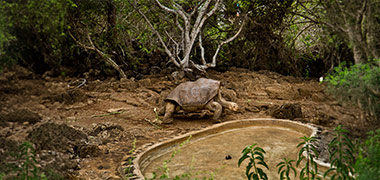 Giant Tortoise in Charles Darwin Station Giant Tortoise in Charles Darwin Station