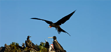 Frigate Birds Flying In San Cristobal Frigate Birds Flying In San Cristobal