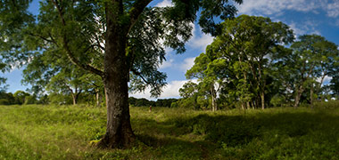 Bosque de la Parte Alta