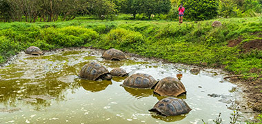 Tortugas Gigantes en la Parte Alta