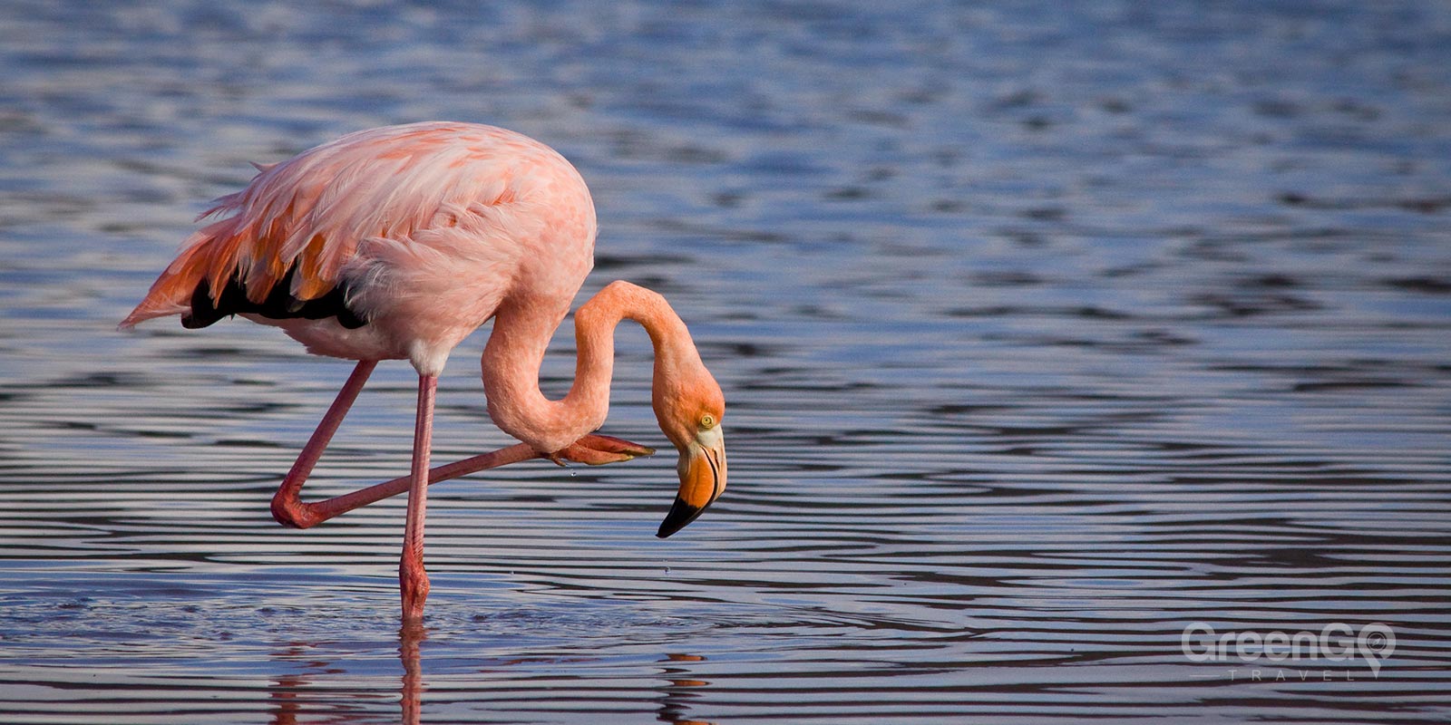 American Flamingo