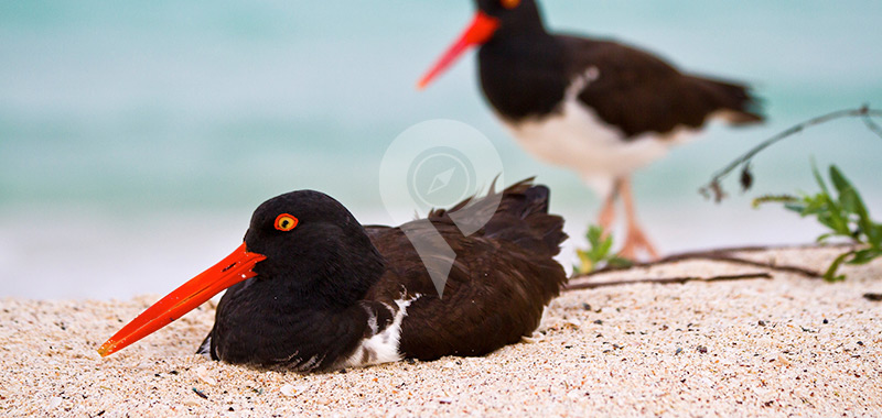 American Oystercatcher