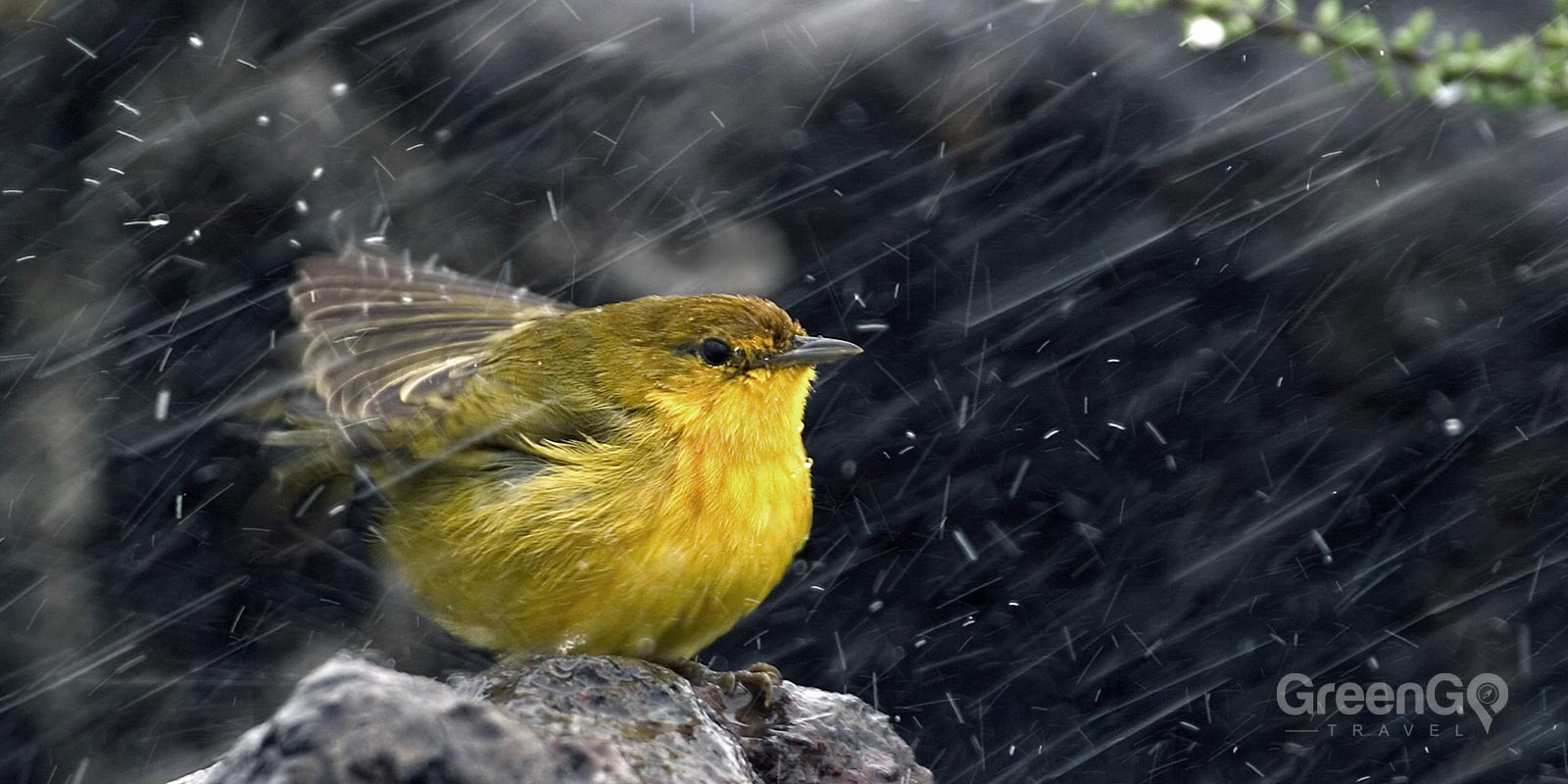 American Yellow Warbler