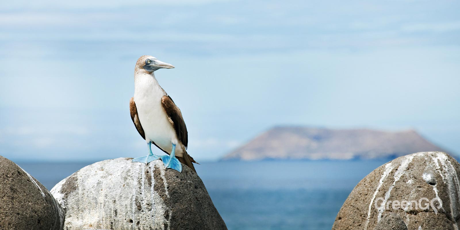 Blue-Footed Booby