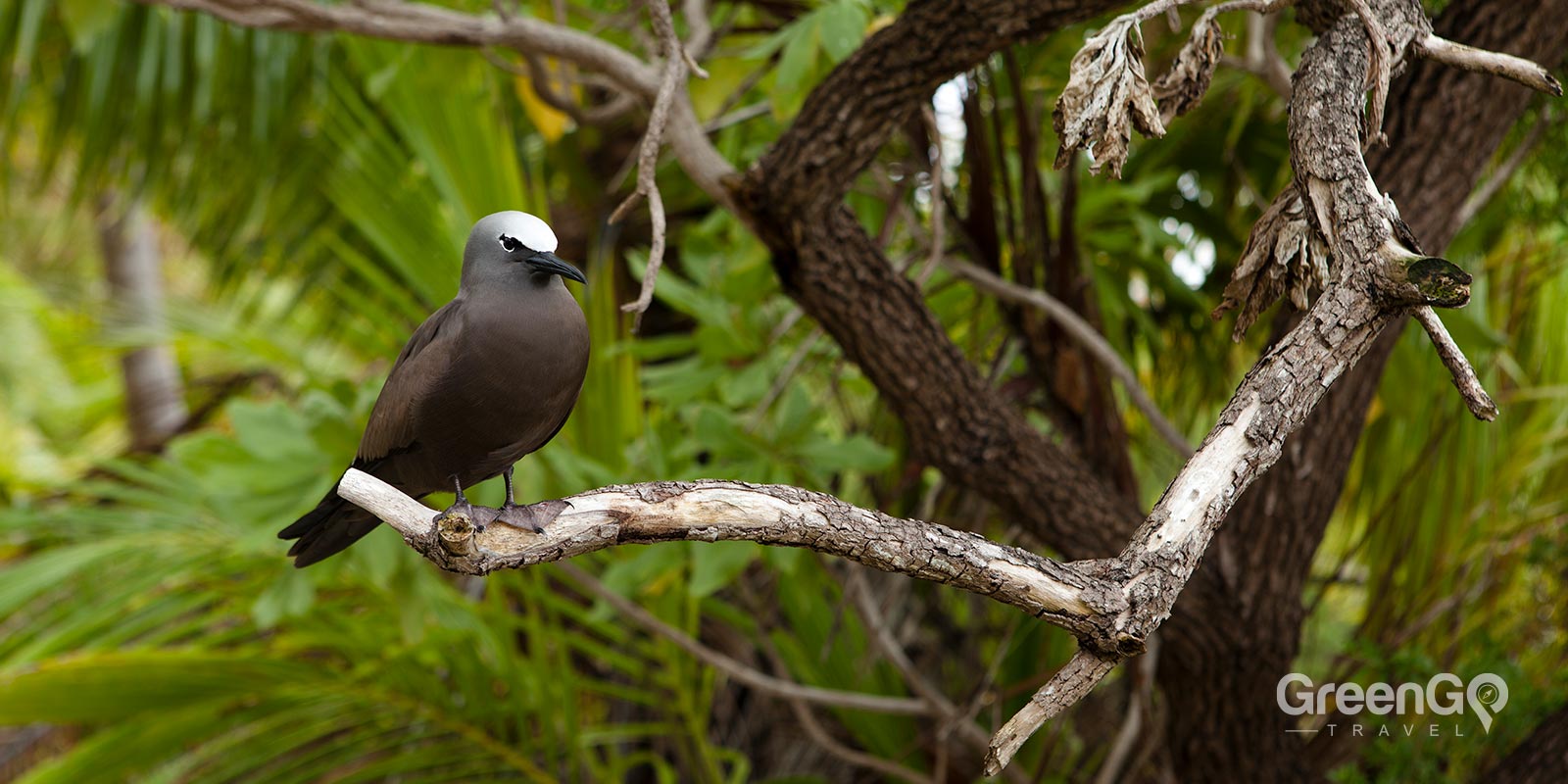 Brown Noddy