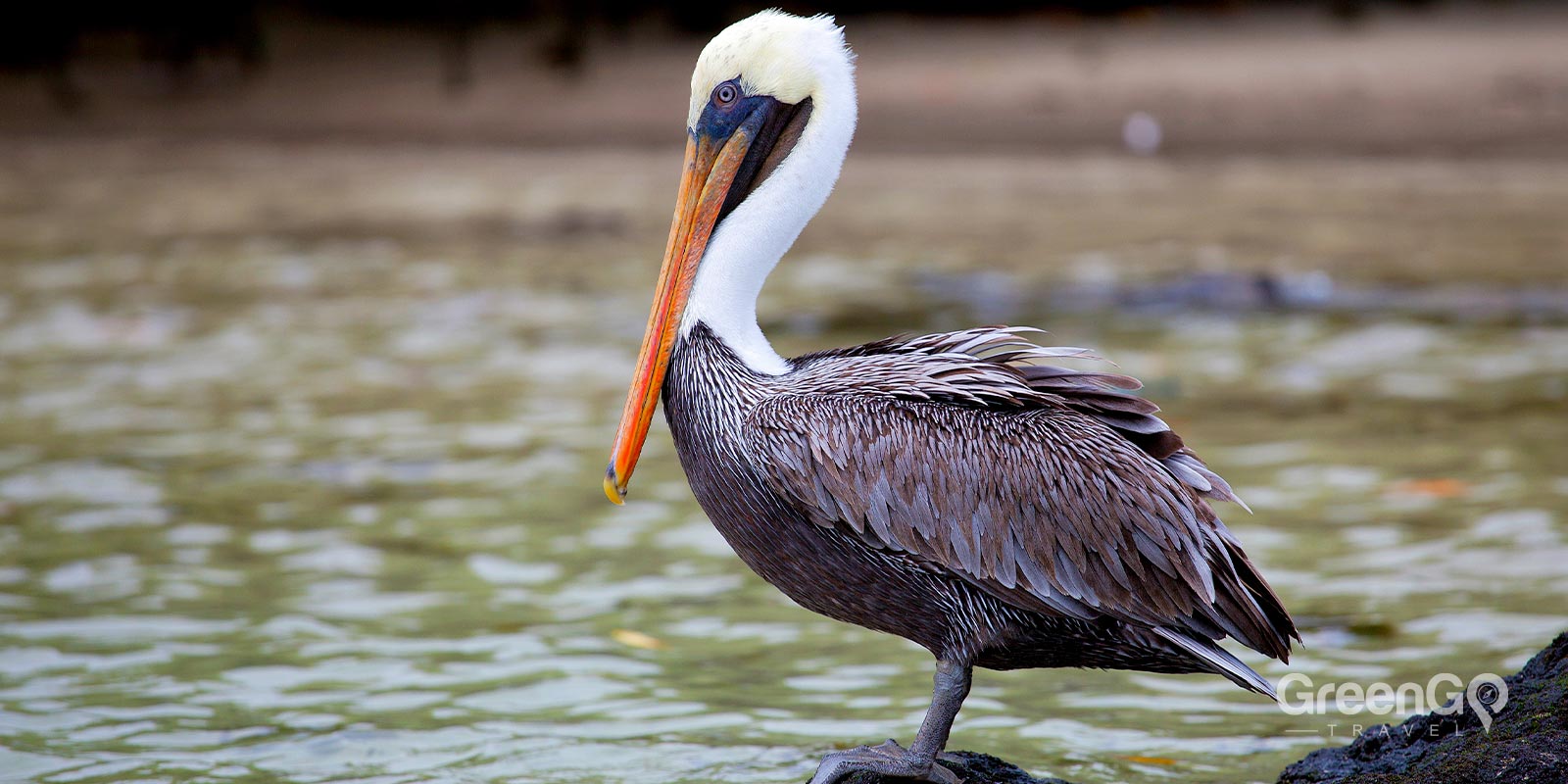 Brown Pelican