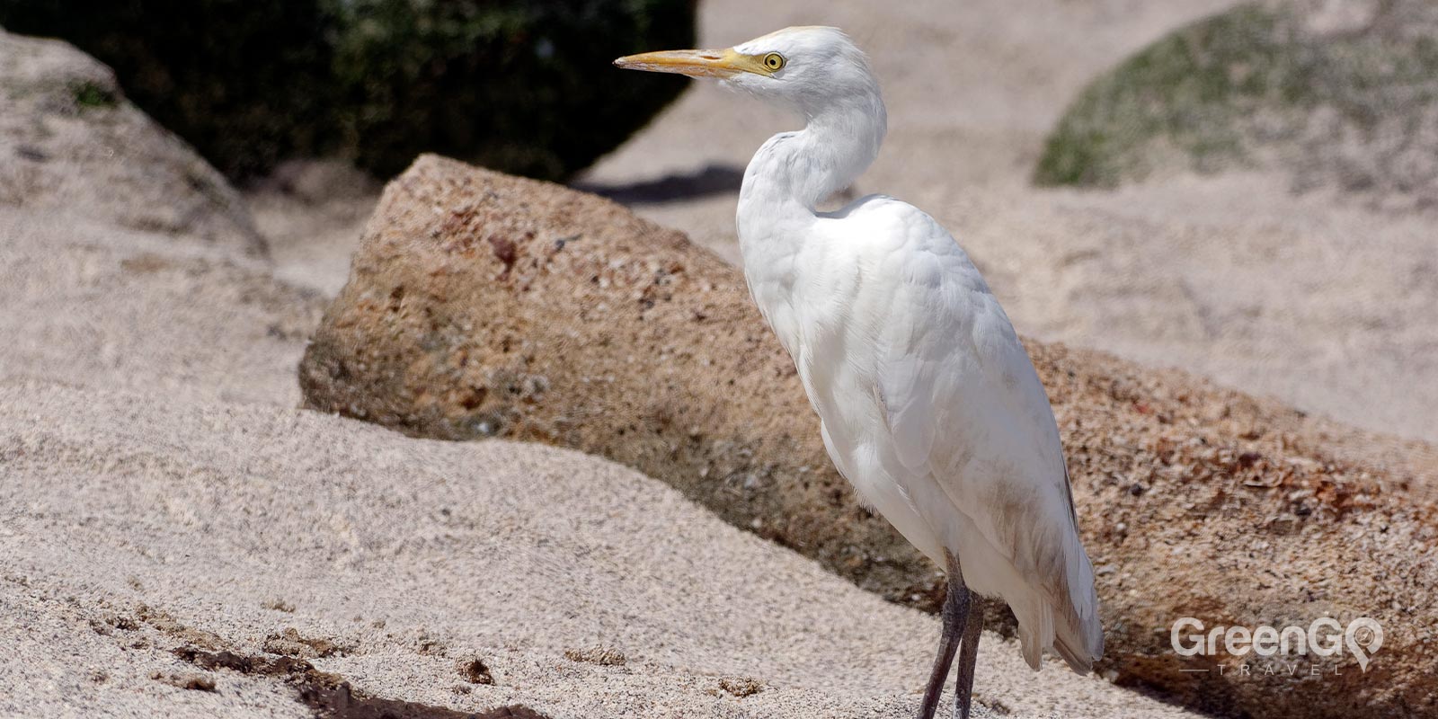 Cattle Egret