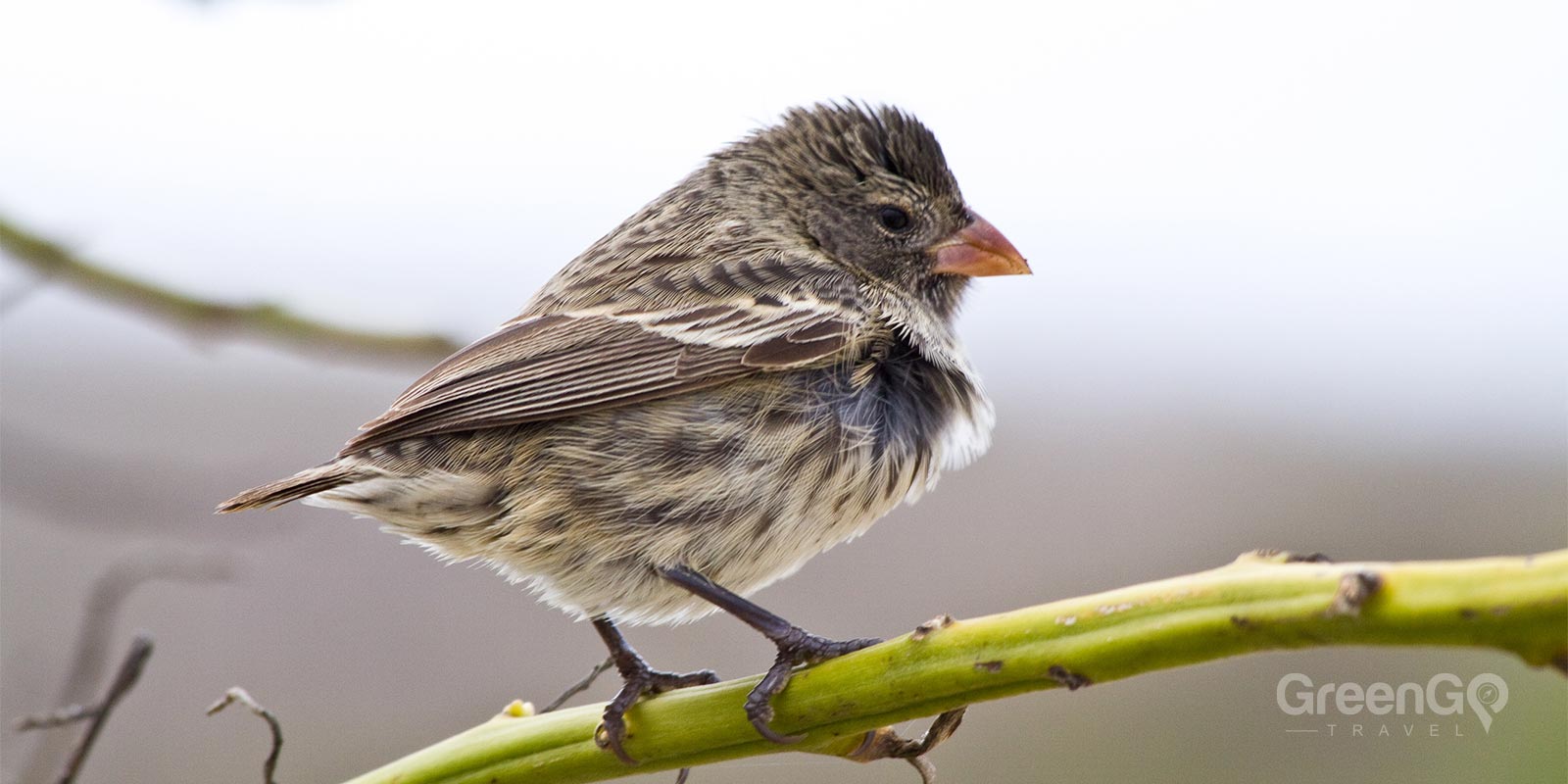 Darwin's Finches