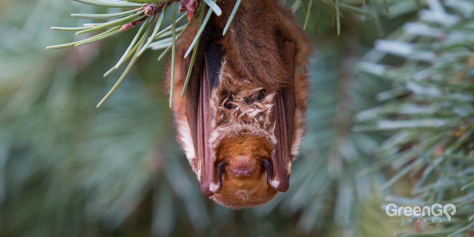 Eastern Red Bat