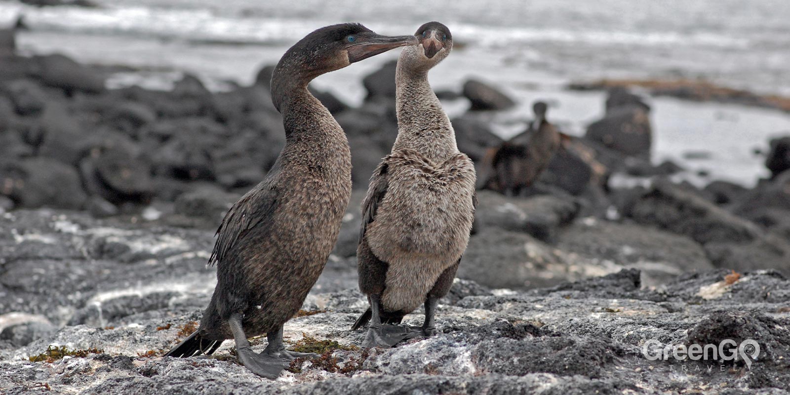 Flightless Cormorant