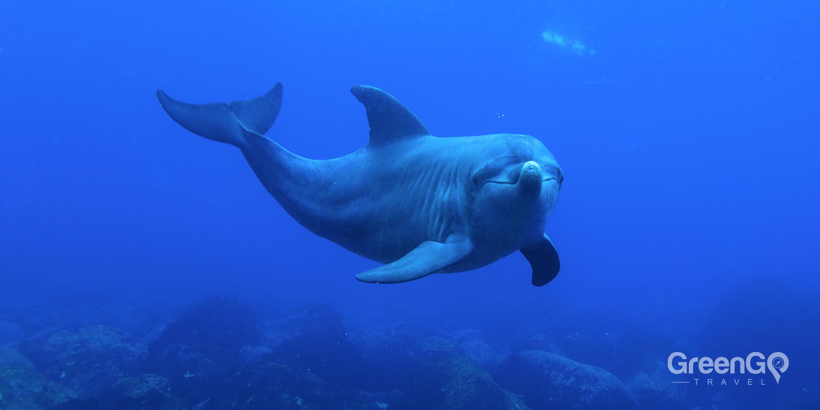 Galapagos Dolphins