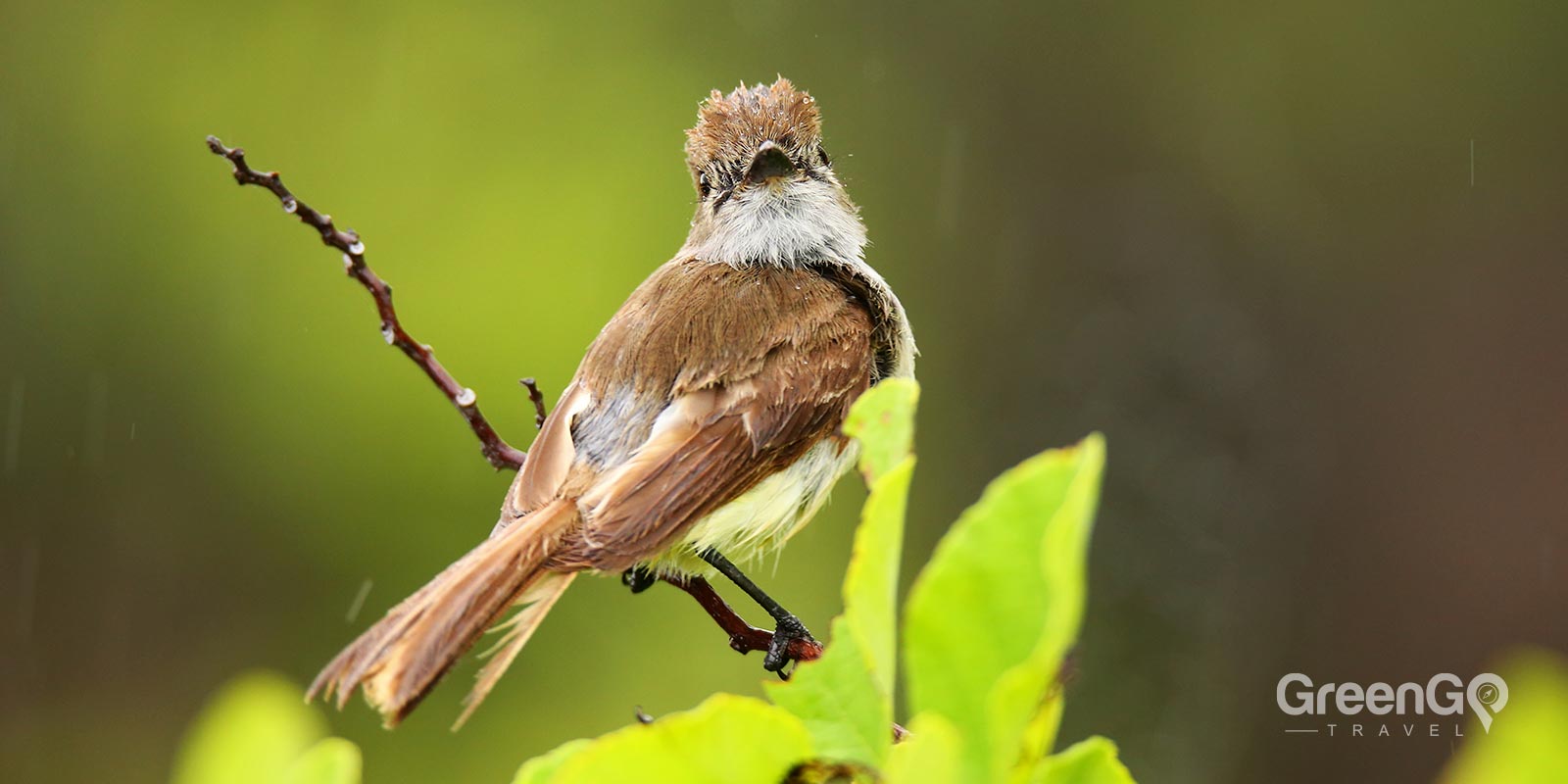 Galápagos Flycatcher