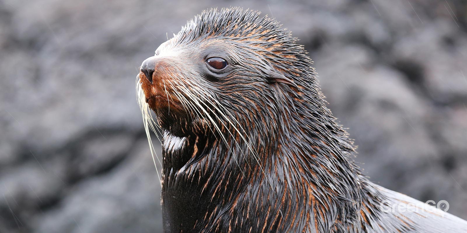 Galápagos Fur Seal