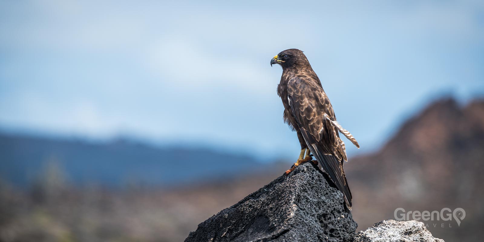 Galápagos Hawk