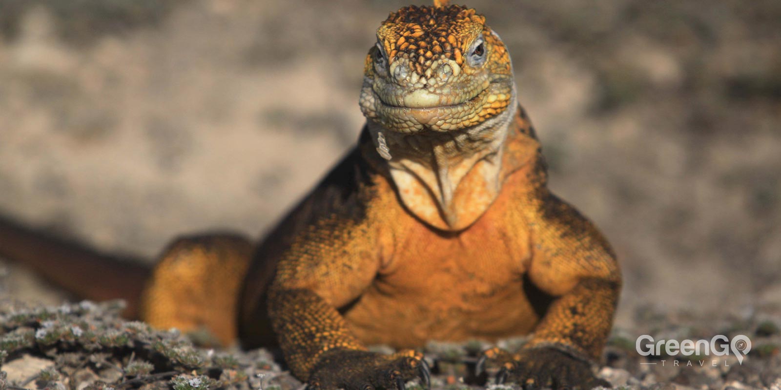 Galápagos Land Iguanas