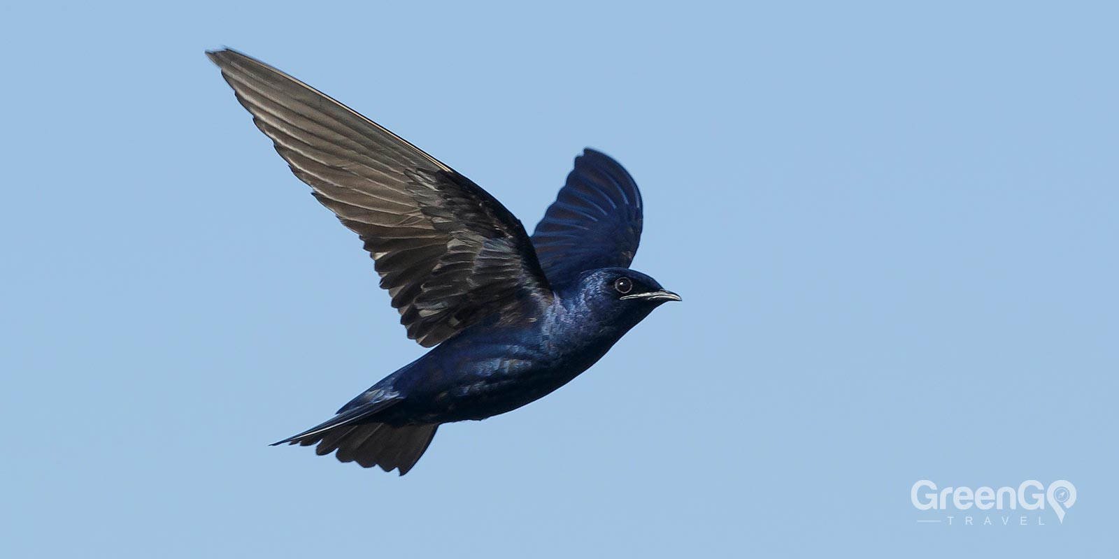 Galapagos Martin