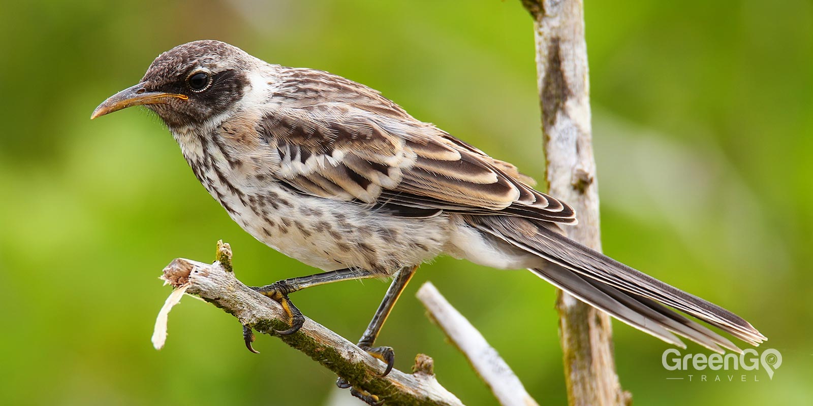 Galapagos Mockingbirds