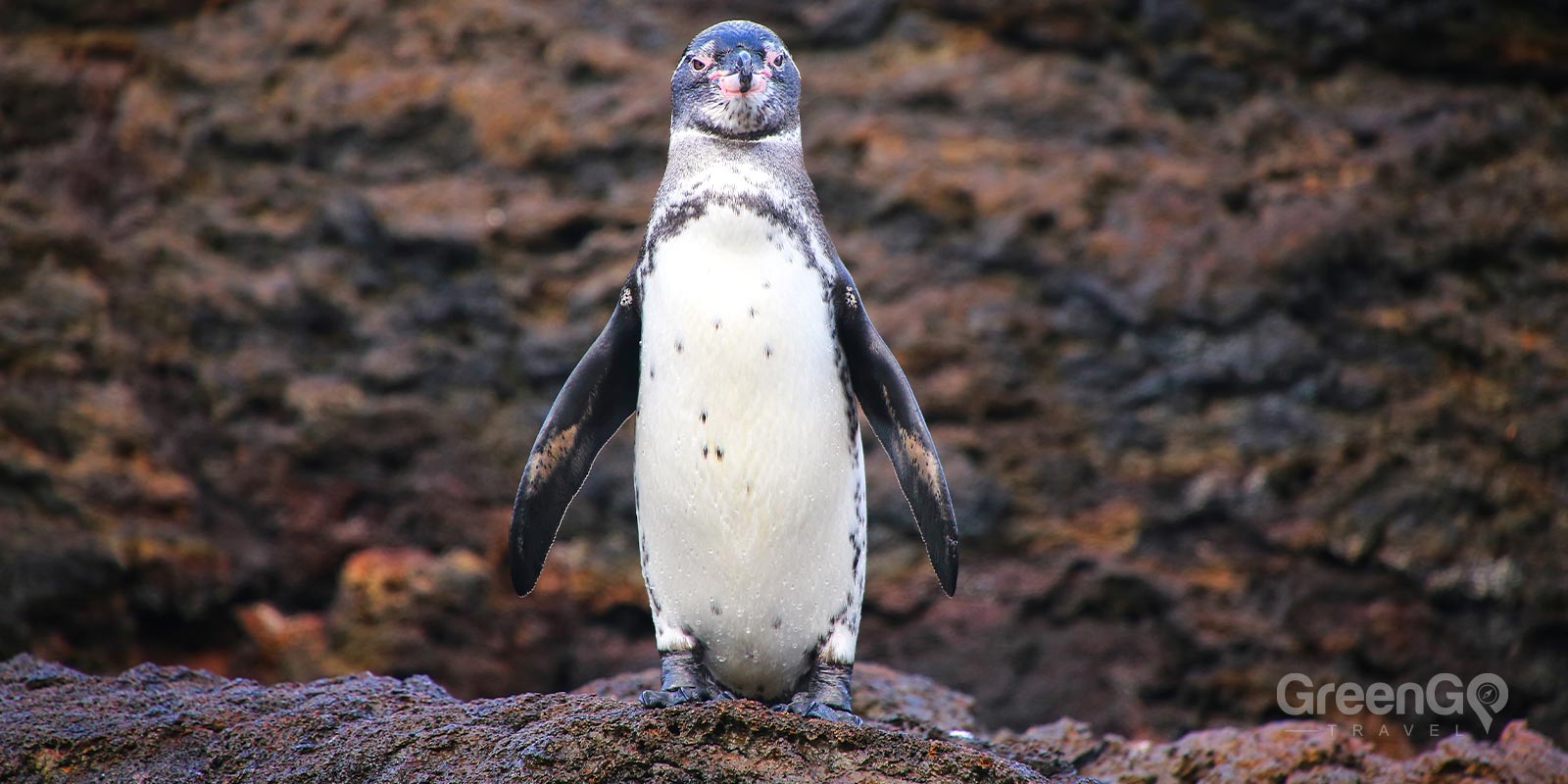 Galápagos Penguin