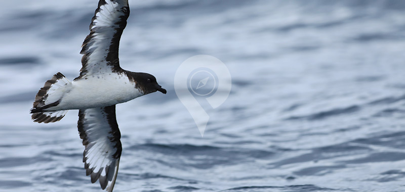 Galapagos Petrel