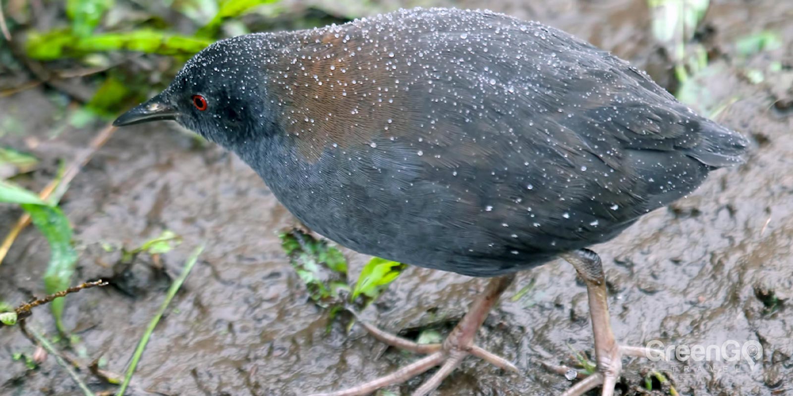 Galapagos Rail