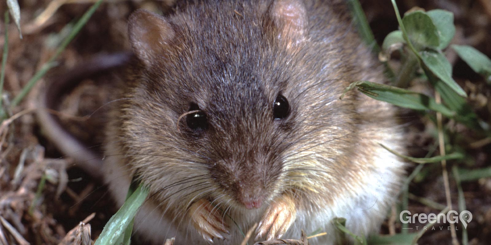 Galápagos Rice Rat