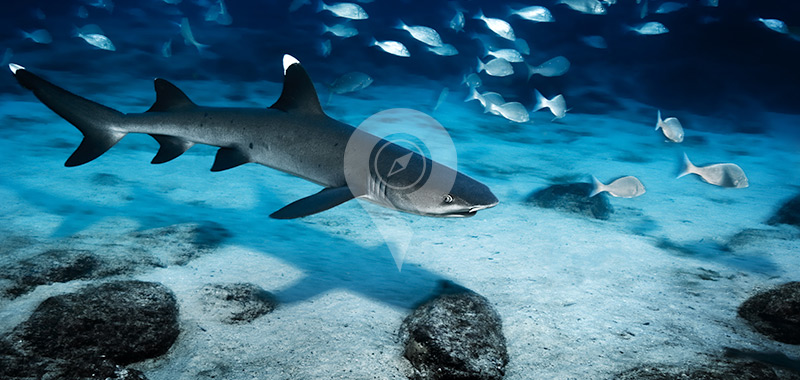 Galapagos Sharks