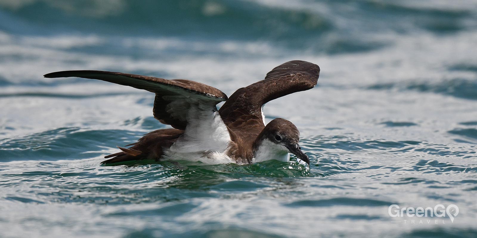 Galapagos Shearwater