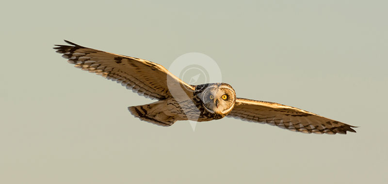 Galapagos Short-eared Owl