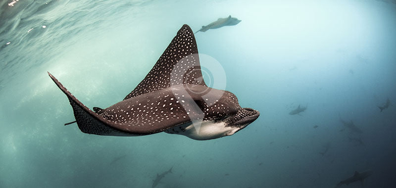 Galapagos Sting Rays