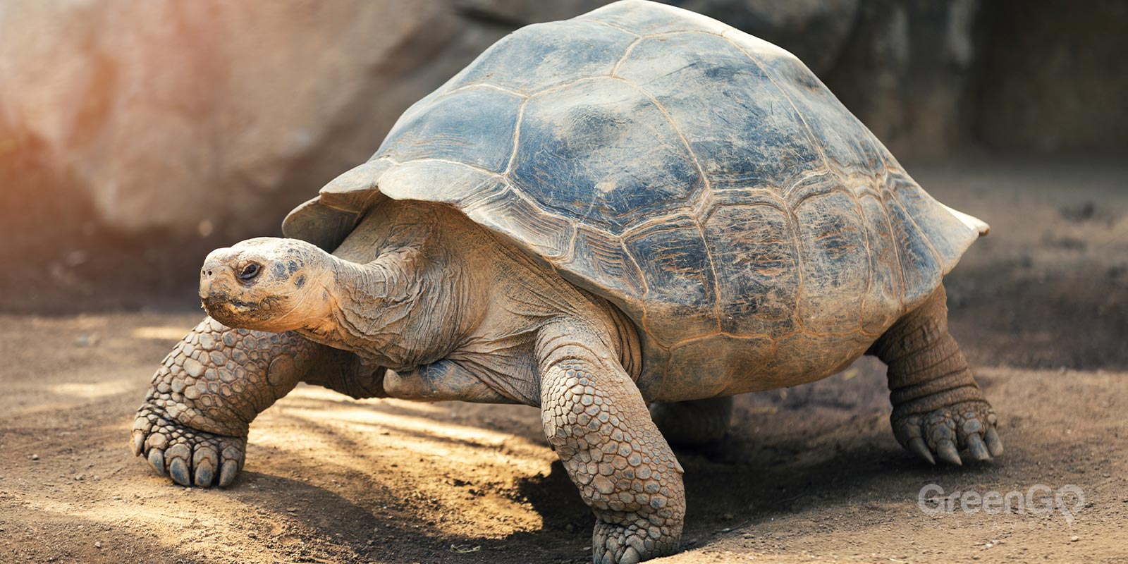 Galapagos Tortoise