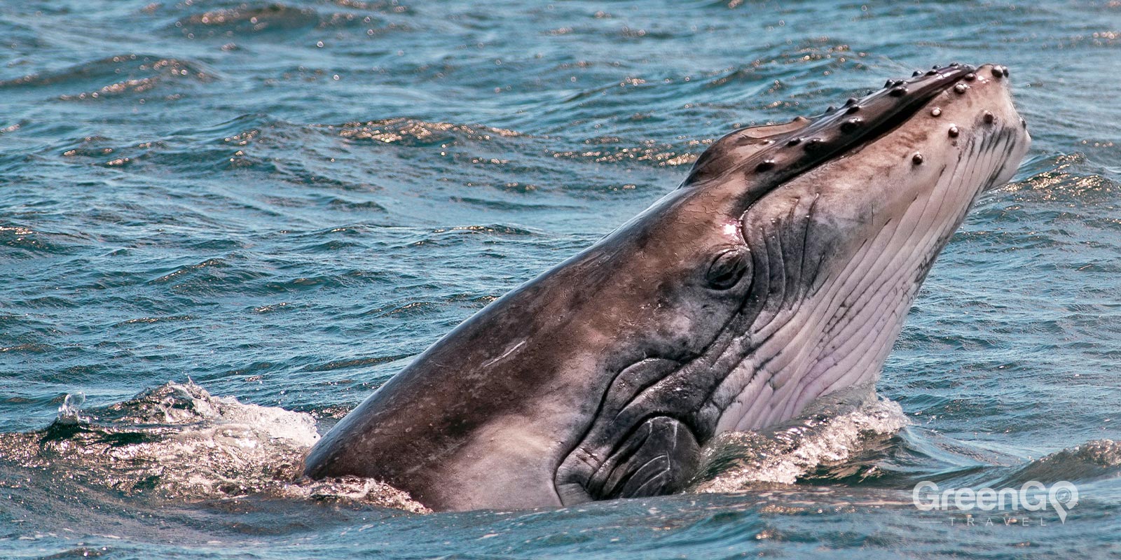 Galapagos Whales