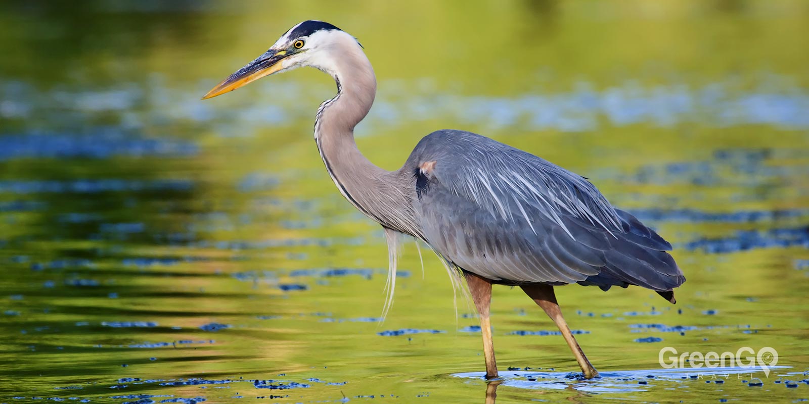 Great Blue Heron