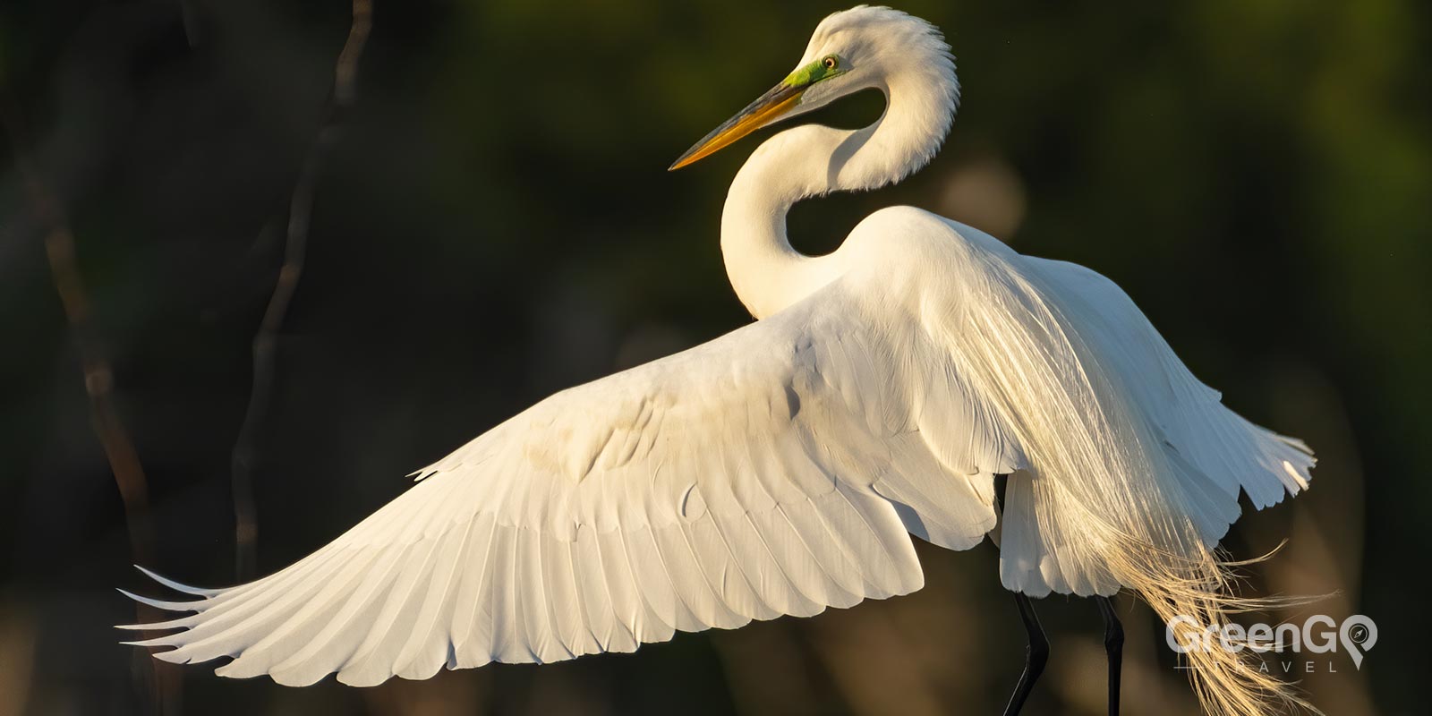 Great Egret