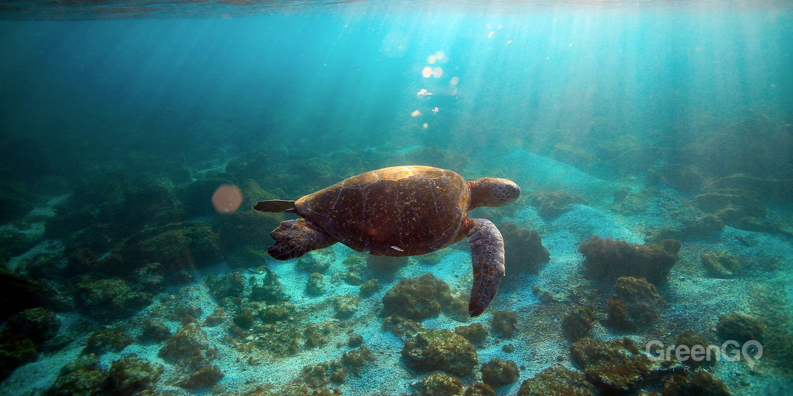 Green Sea Turtle