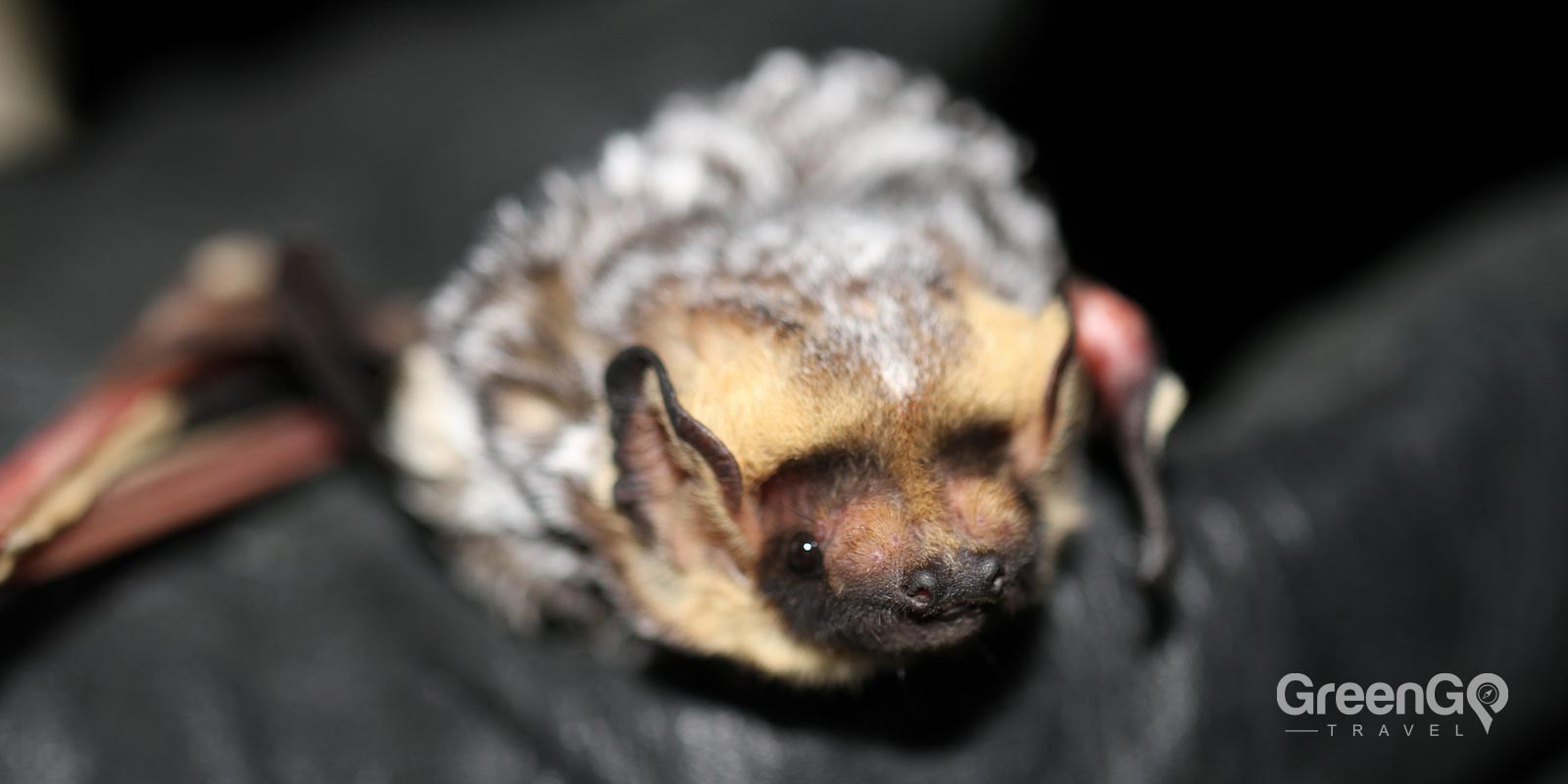 Hoary Bat