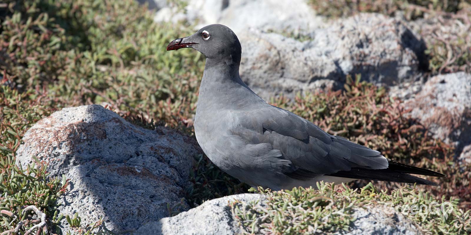 Lava Gull