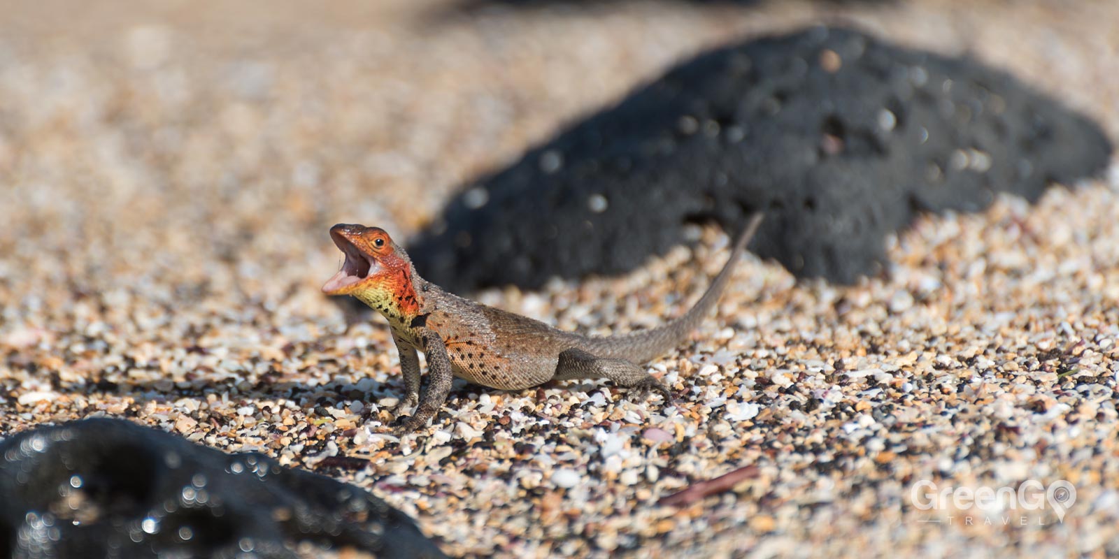 Lava Lizard