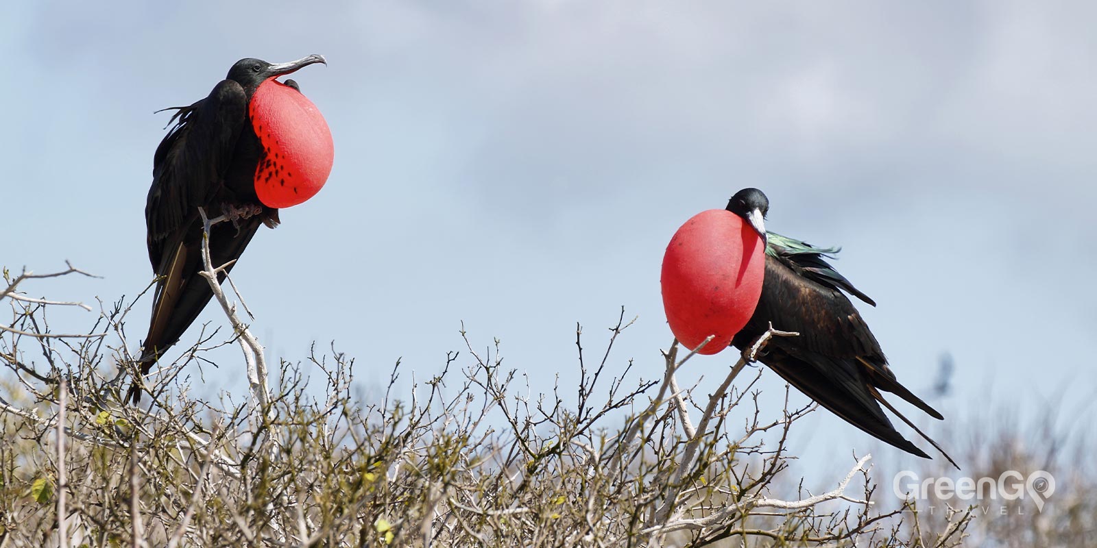 Magnificent Frigatebird