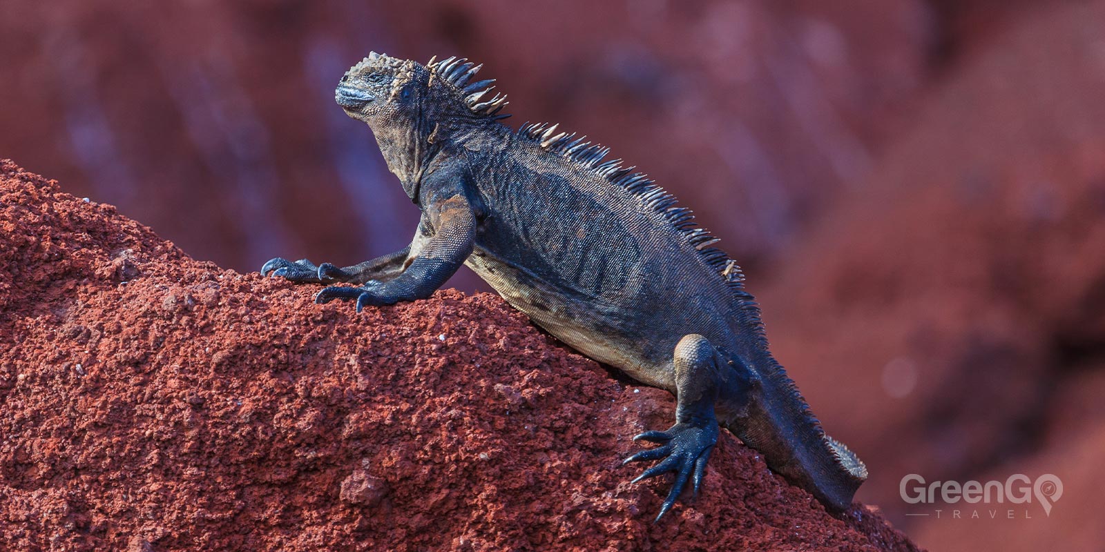 Marine Iguana