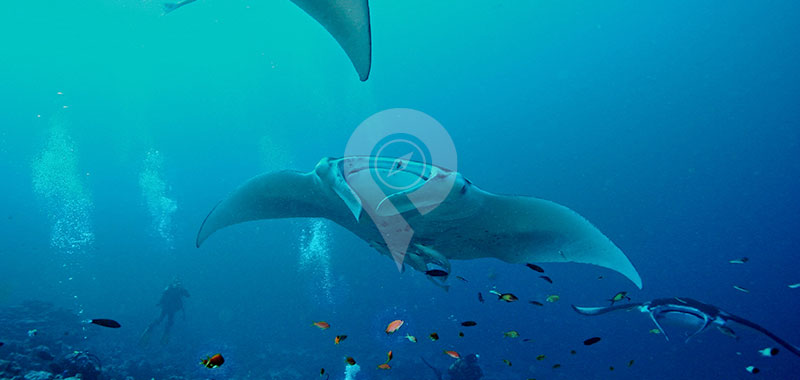 Mobula Rays