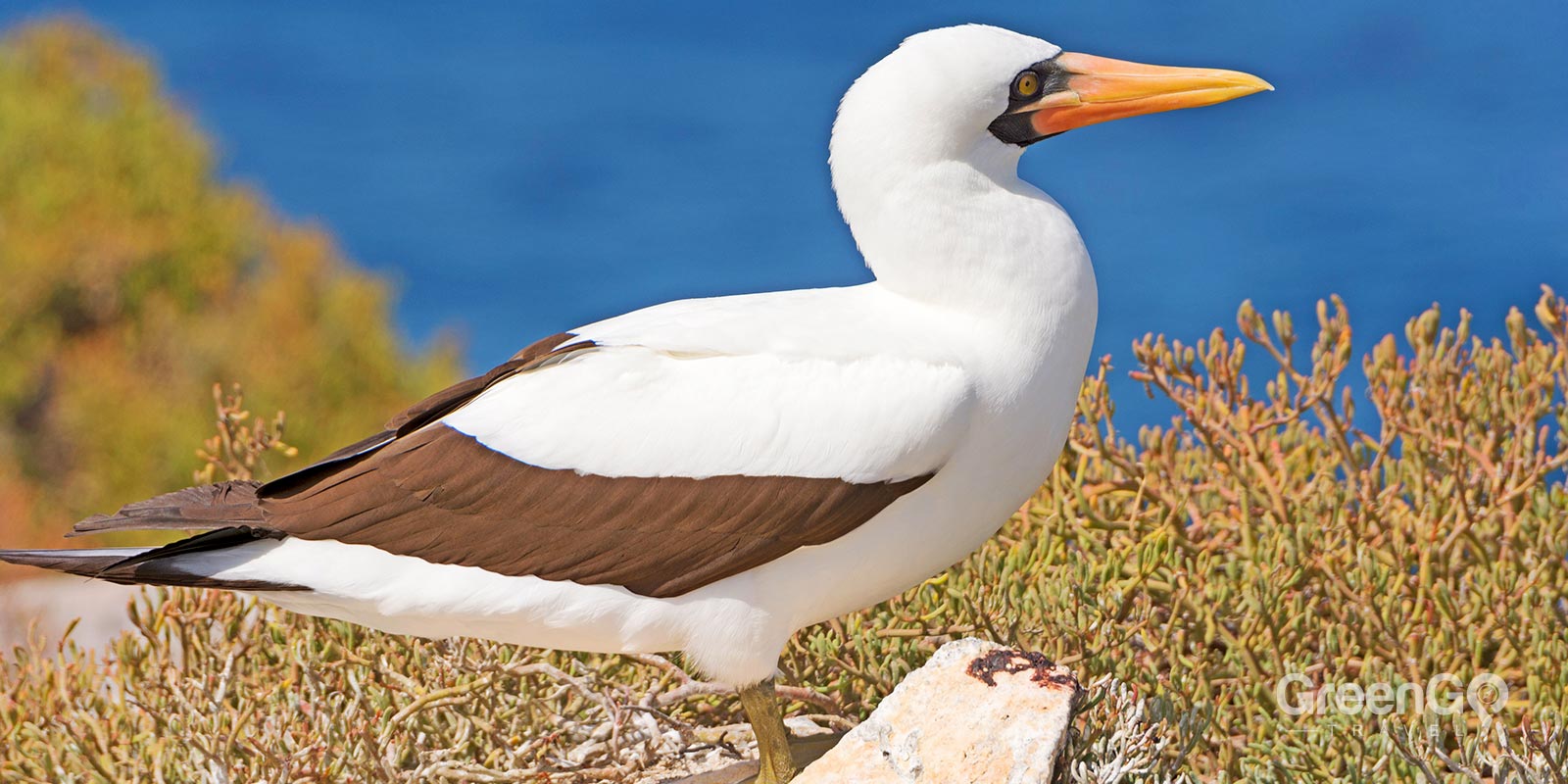 Nazca Booby