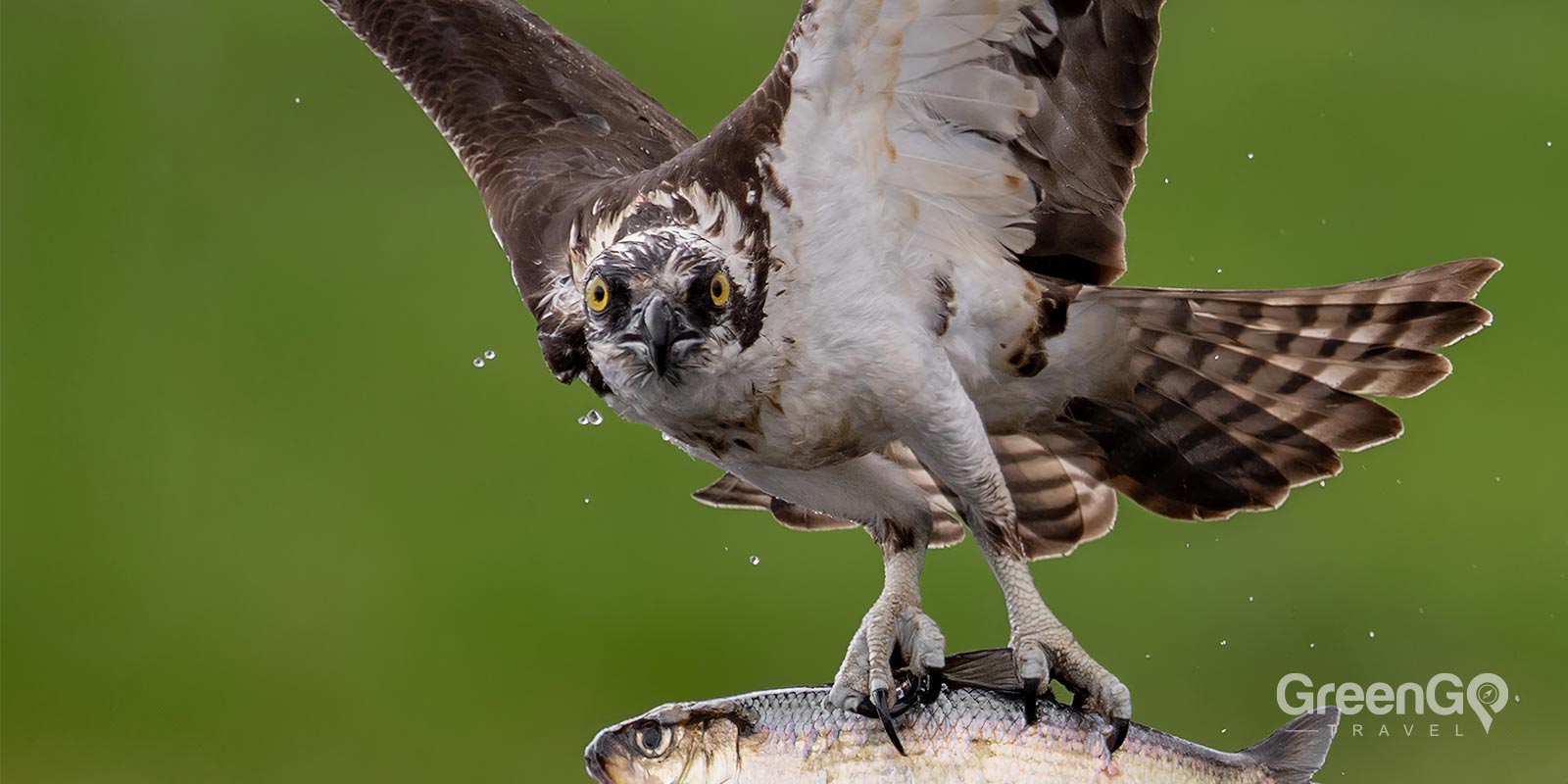 Osprey