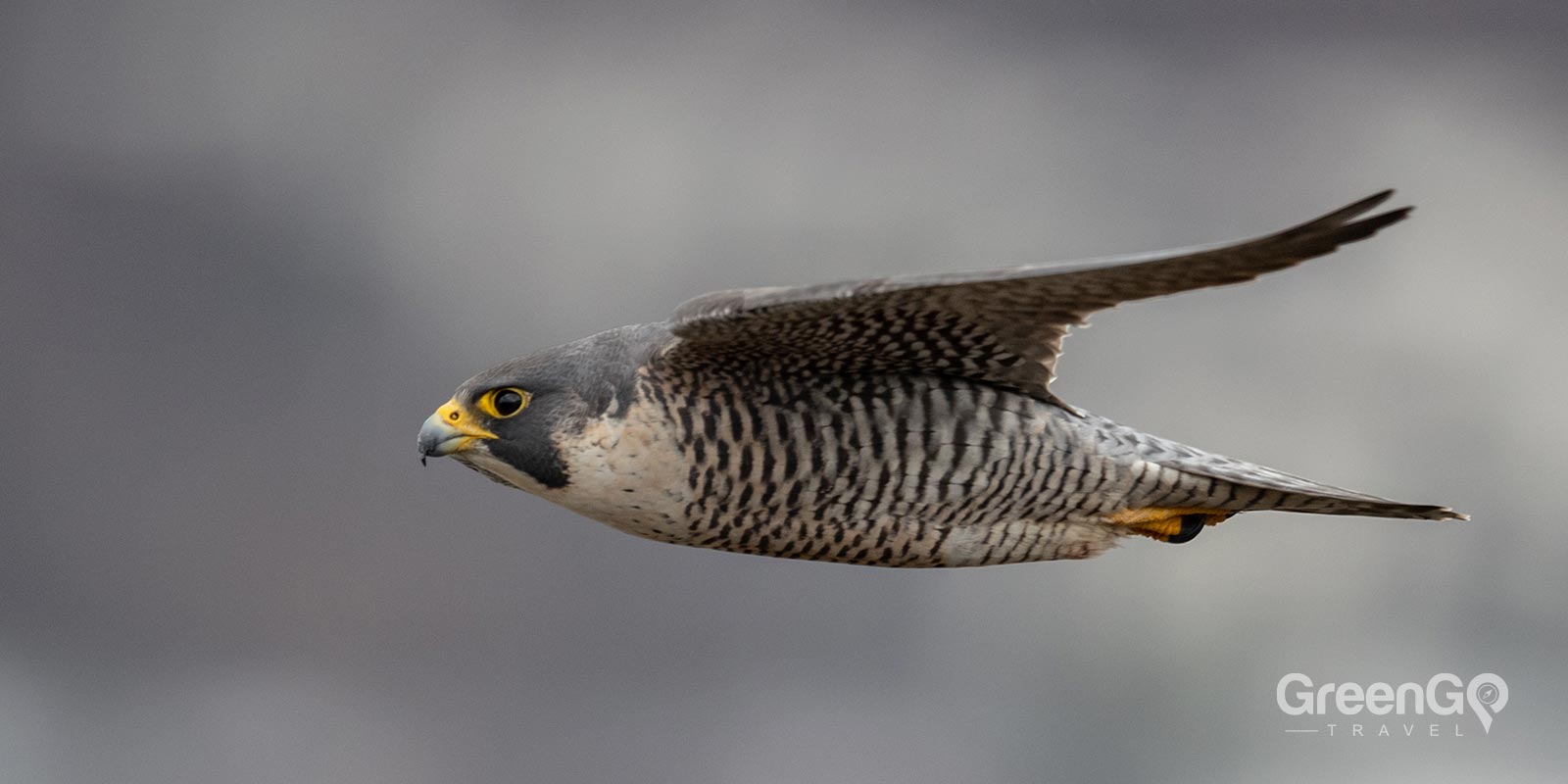 Peregrine Falcon