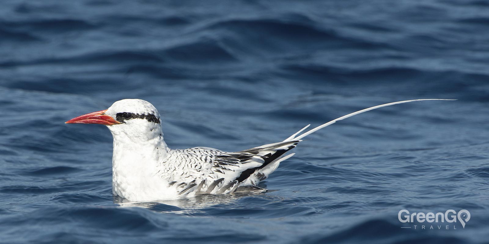 Red-Billed Tropicbird