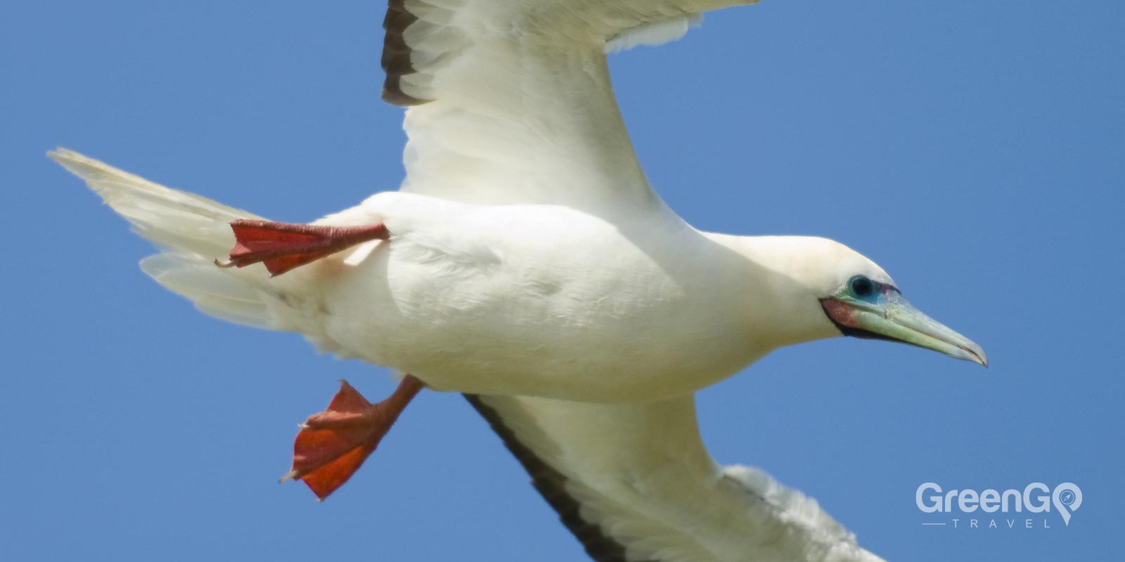 Red-Footed Booby