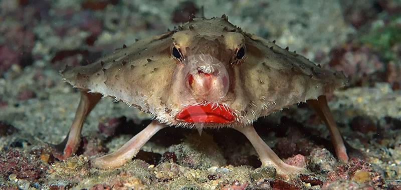 Galapagos Animals Red lipped Batfish GreenGo Travel Galapagos Animals Red lipped Batfish GreenGo Travel