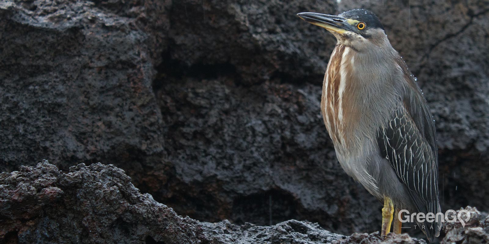 Striated Lava Heron